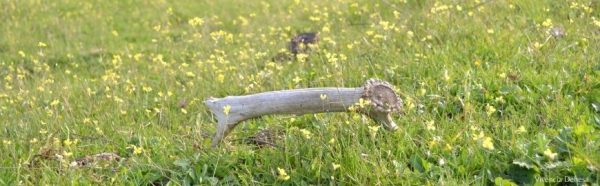 Una cuerna de ciervo rota esta sobre el pasto verde de la dehesa. Se ve muy cerca.El fondo es todo verde de campo, con florecitas amarillas muy pequeñas.